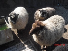 Three Shetland sheep