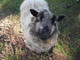 A Shetland sheep