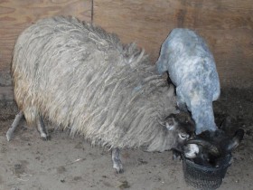 Two Shetland sheep